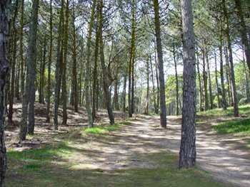 Los bosques de Valeria del mar